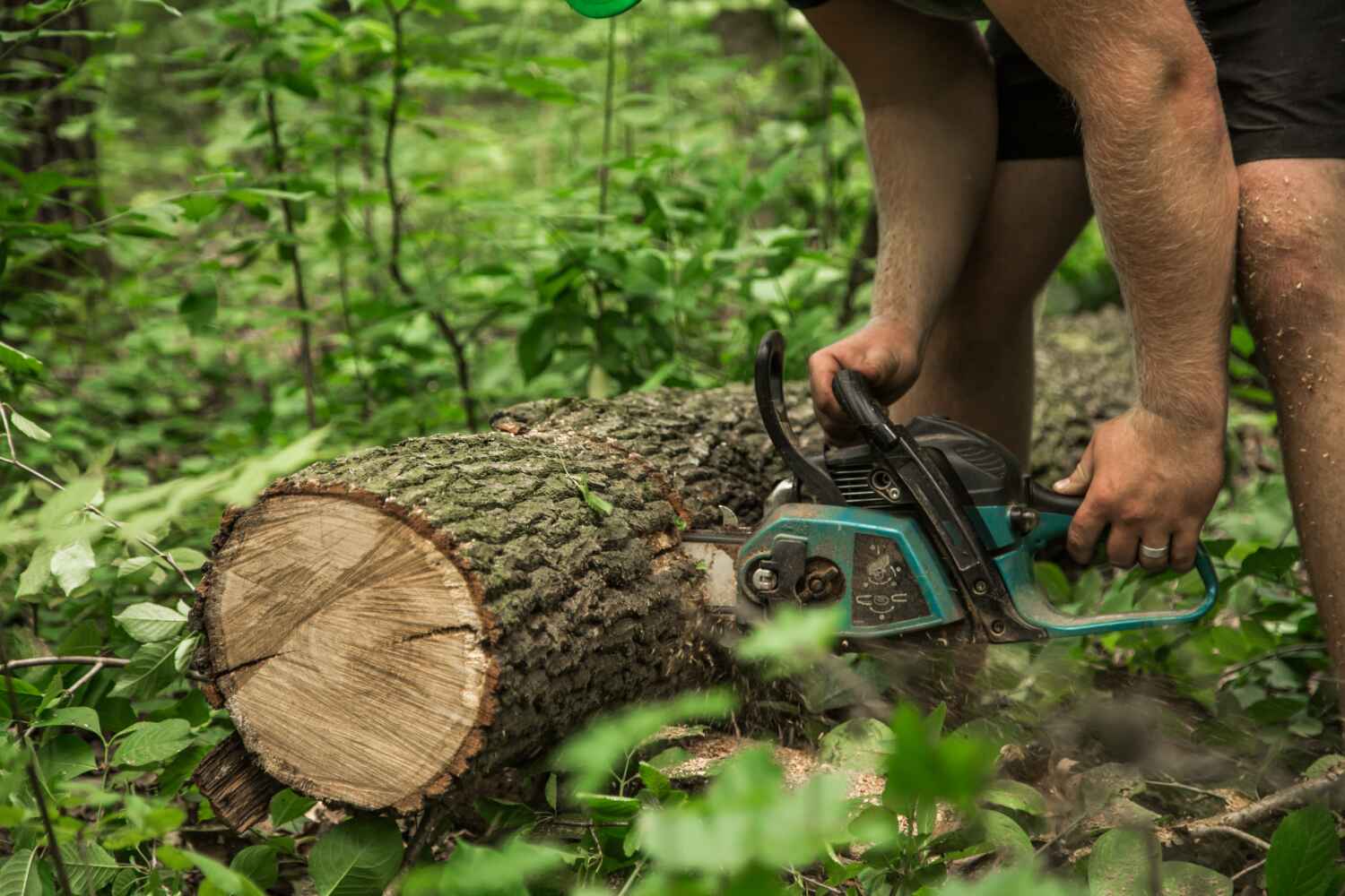 Best Tree Pruning Services  in Marion, PA